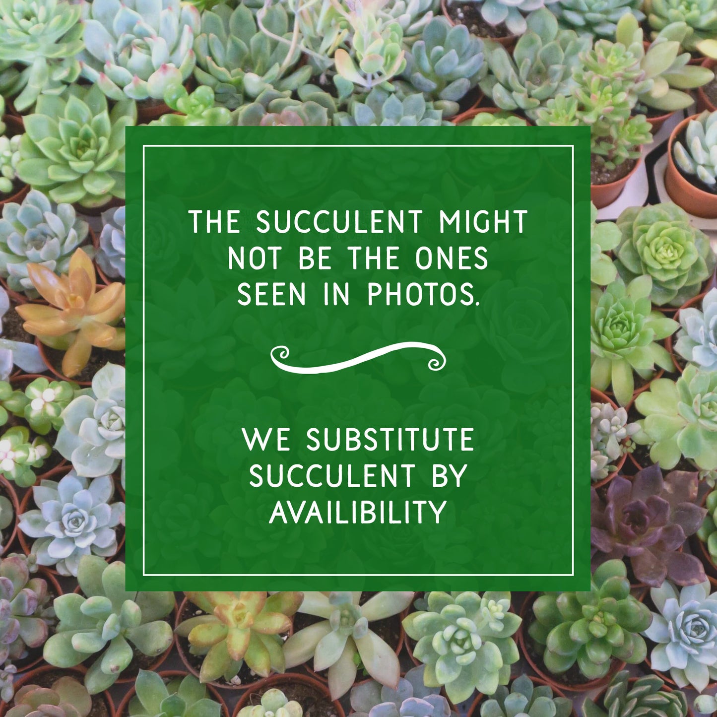 Custom Logo Planters – Bulk Orders