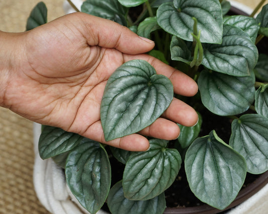 Silver Peperomia Frost - FREE SHIPPING - 4" Pot - Peperomia Ripple Houseplant - Rare Houseplants Rare Peperomias