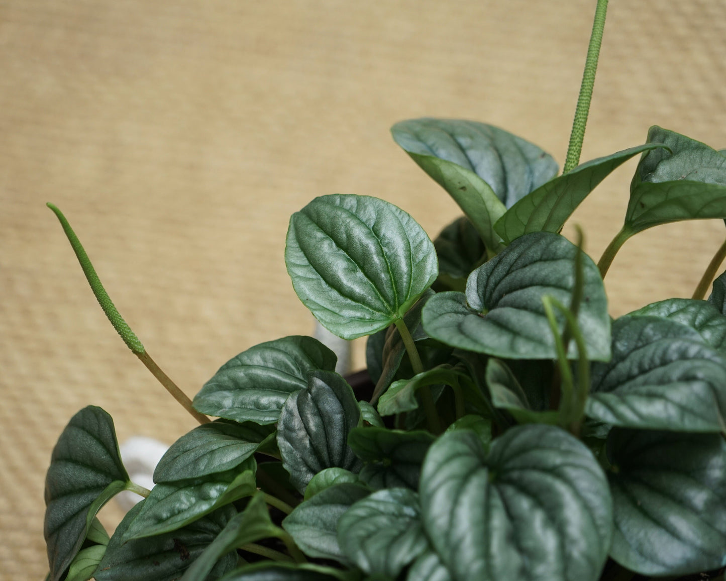 Silver Peperomia Frost - FREE SHIPPING - 4" Pot - Peperomia Ripple Houseplant - Rare Houseplants Rare Peperomias