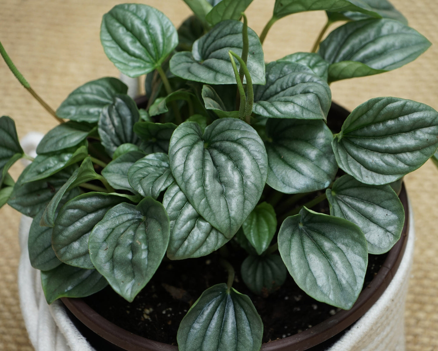 Silver Peperomia Frost - FREE SHIPPING - 4" Pot - Peperomia Ripple Houseplant - Rare Houseplants Rare Peperomias