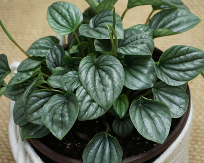 Silver Peperomia Frost - FREE SHIPPING - 4" Pot - Peperomia Ripple Houseplant - Rare Houseplants Rare Peperomias