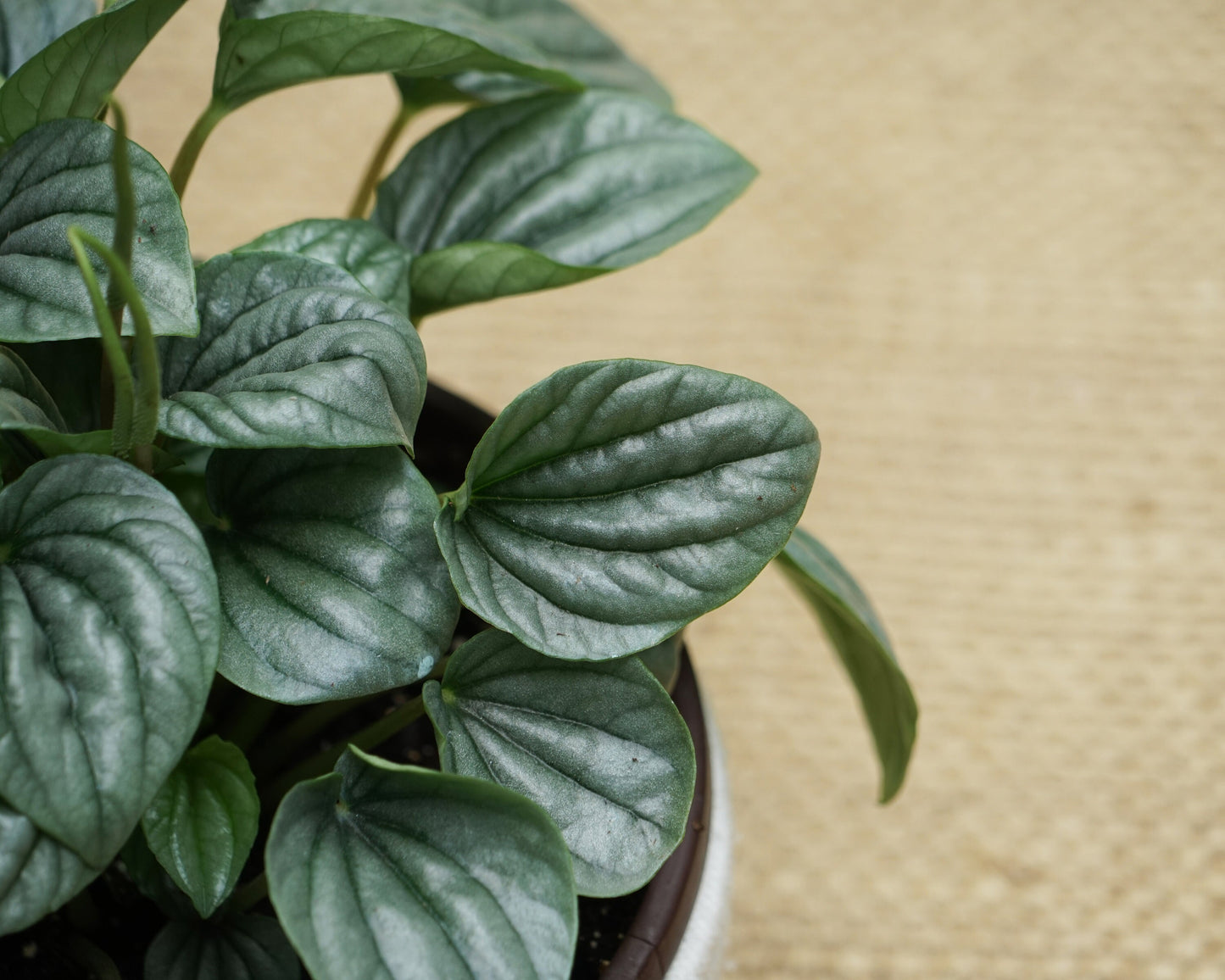 Silver Peperomia Frost - FREE SHIPPING - 4" Pot - Peperomia Ripple Houseplant - Rare Houseplants Rare Peperomias