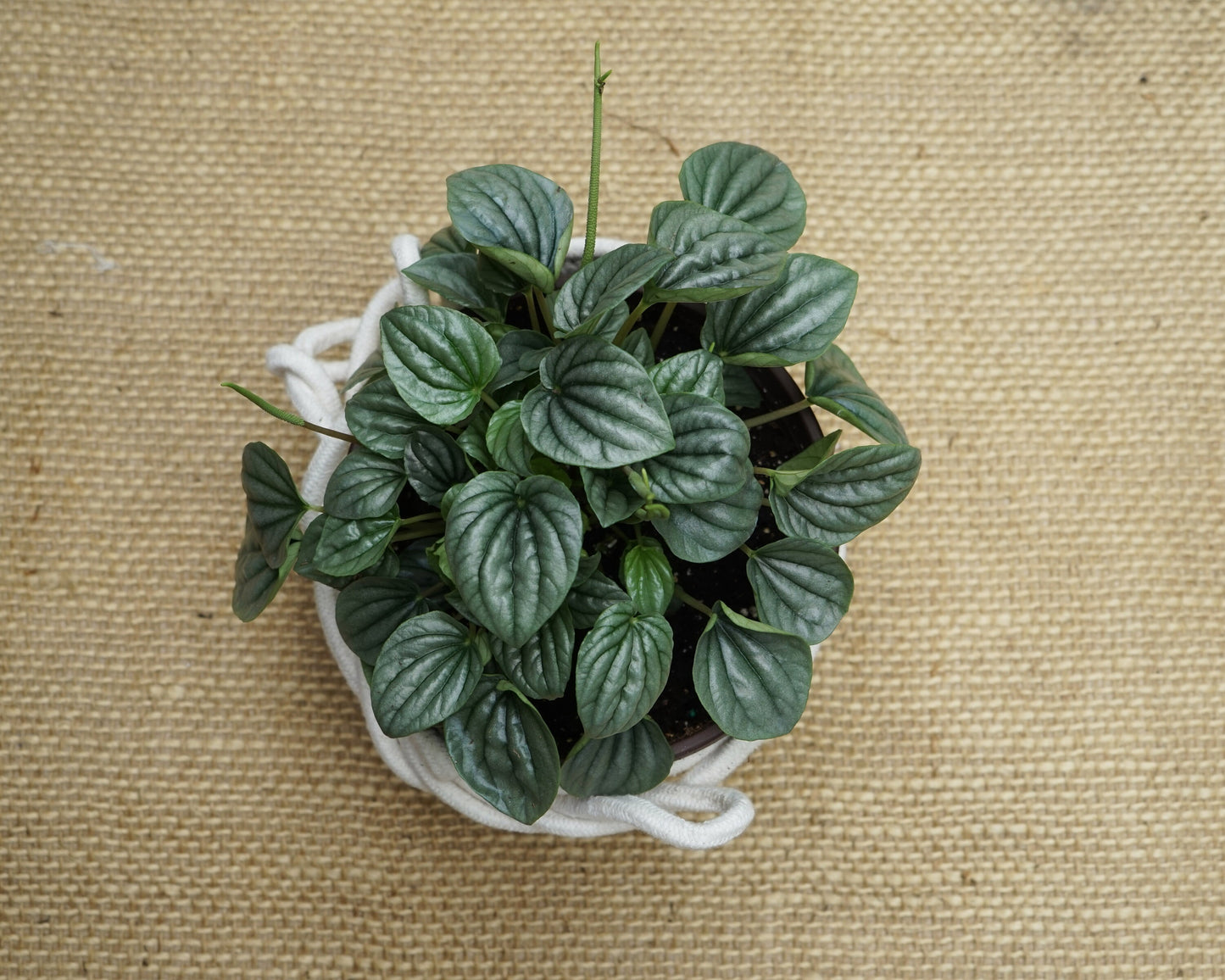 Silver Peperomia Frost - FREE SHIPPING - 4" Pot - Peperomia Ripple Houseplant - Rare Houseplants Rare Peperomias