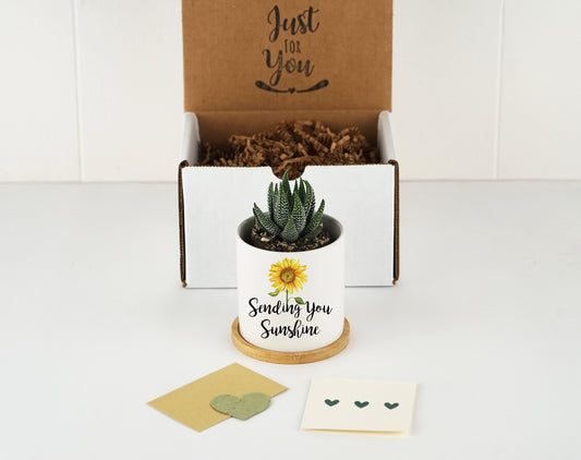 Thinking of You Gift - 3" White Ceramic Pot w/ Bamboo Tray - Succulent Gift - Missing You - Friendship Gift Box - Care Package FREE SHIPPING