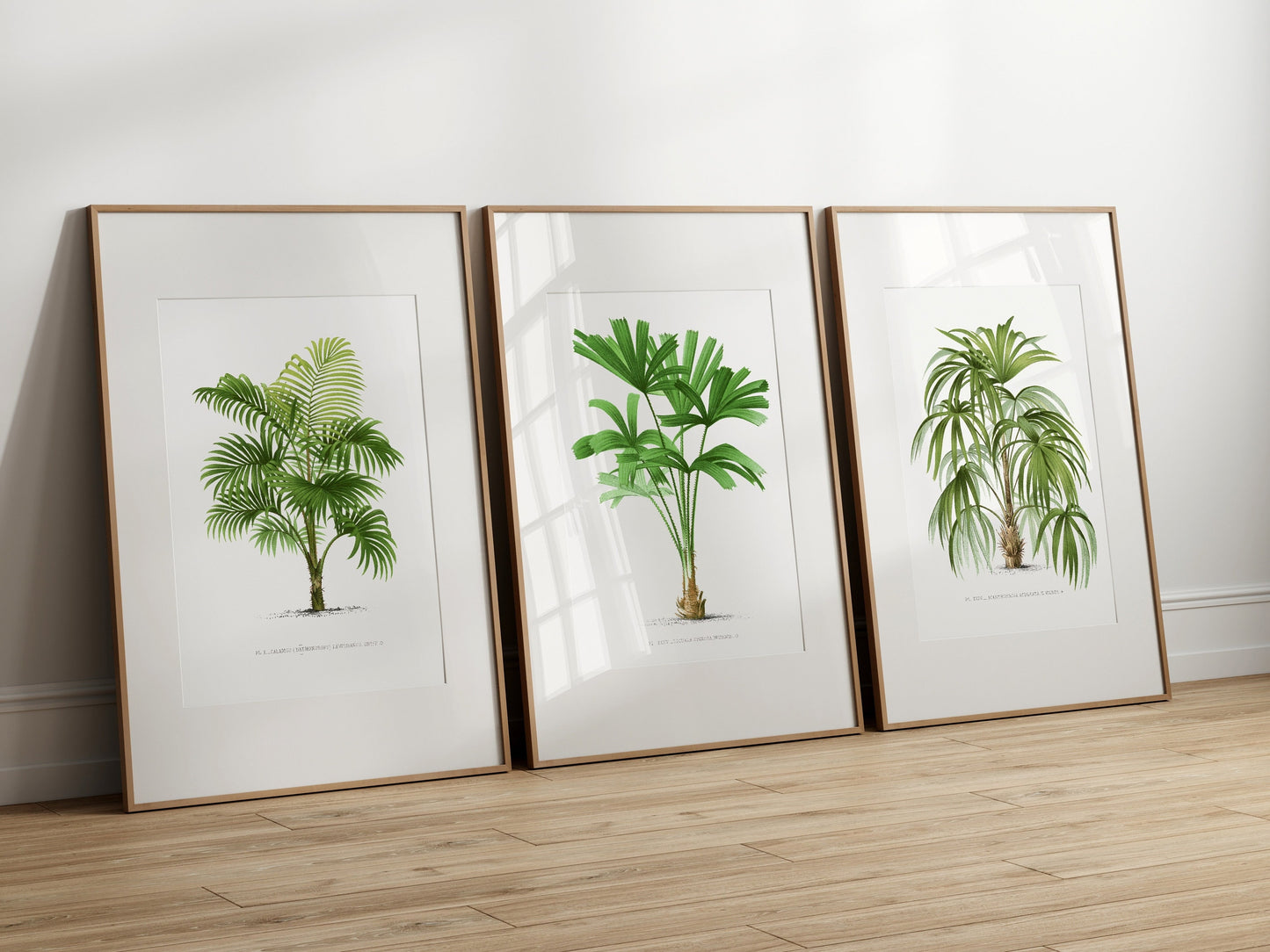 Vintage Palm Print Set of 3- Professional Art Print Set- Kitchen Art, Botanical Art, 3 piece wall art, Kitchen wall art, Art for Living Room