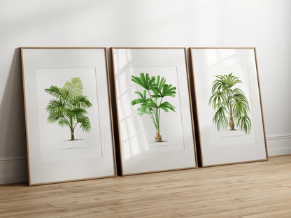 Vintage Palm Print Set of 3- Professional Art Print Set- Kitchen Art, Botanical Art, 3 piece wall art, Kitchen wall art, Art for Living Room