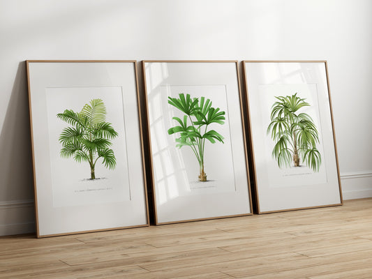 Vintage Palm Print Set of 3- Professional Art Print Set- Kitchen Art, Botanical Art, 3 piece wall art, Kitchen wall art, Art for Living Room