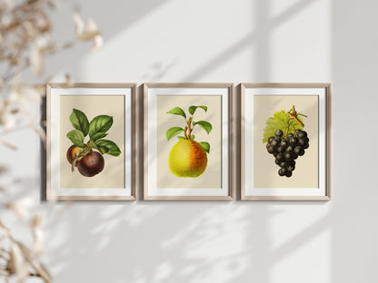 Vintage Fruit Print Set of 3- Professional Art Print Set - Kitchen Art, Botanical Art, 3 piece wall art,  Kitchen wall art, Art for Kitchen