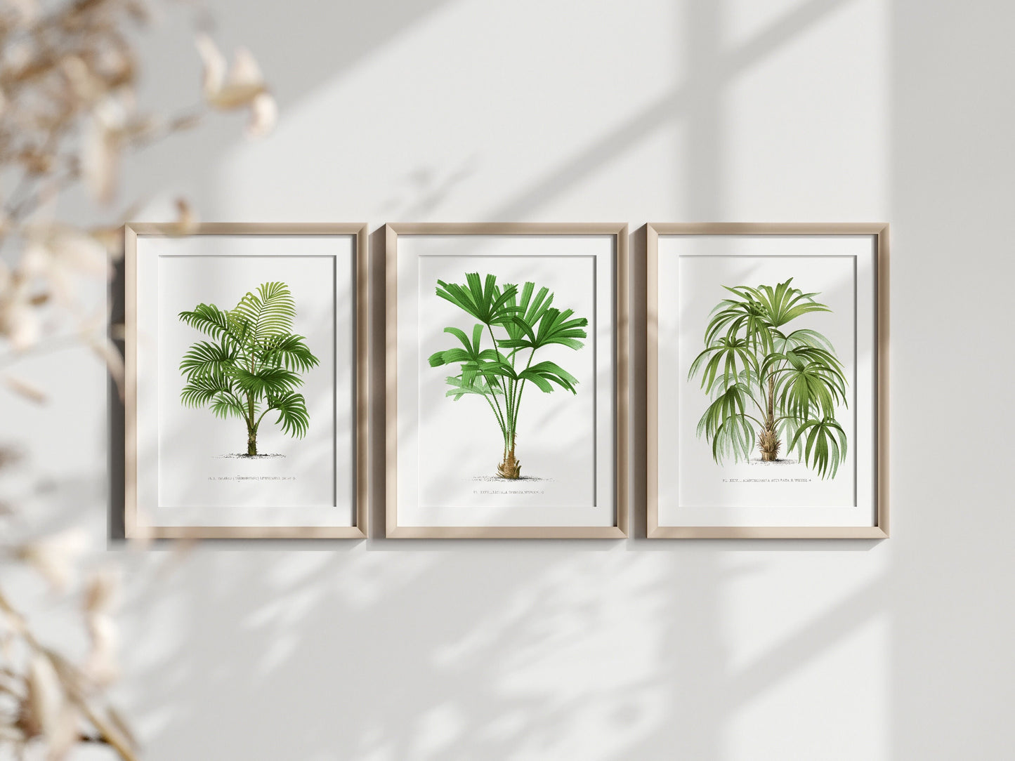 Vintage Palm Print Set of 3- Professional Art Print Set- Kitchen Art, Botanical Art, 3 piece wall art, Kitchen wall art, Art for Living Room
