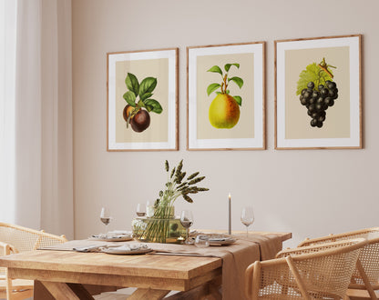 Vintage Fruit Print Set of 3- Professional Art Print Set - Kitchen Art, Botanical Art, 3 piece wall art,  Kitchen wall art, Art for Kitchen