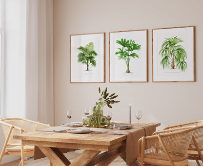 Vintage Palm Print Set of 3- Professional Art Print Set- Kitchen Art, Botanical Art, 3 piece wall art, Kitchen wall art, Art for Living Room