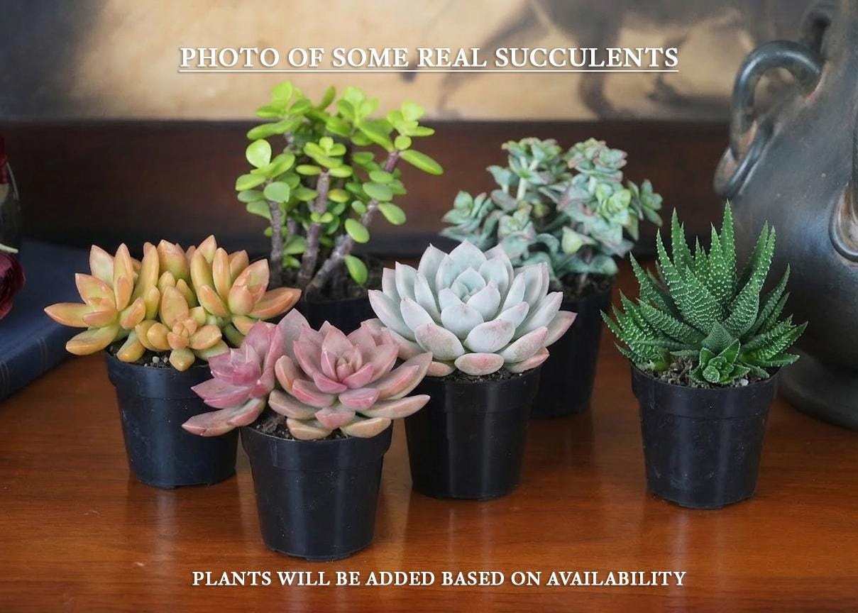 a collection of five potted succulent plants arranged on a wooden surface.