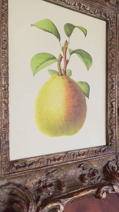 Vintage Fruit Print Set of 3- Professional Art Print Set - Kitchen Art, Botanical Art, 3 piece wall art,  Kitchen wall art, Art for Kitchen